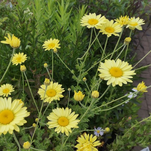 Gåseurt E. C. Buxton - Anthemis tinctoria E. C. Buxton