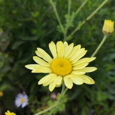 Gåseurt E. C. Buxton - Anthemis tinctoria E. C. Buxton