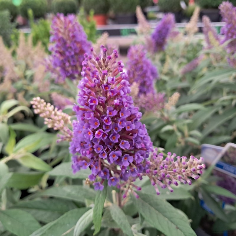 Dværg Sommerfuglebusk Little Lila - Buddleja davidii Butterfly Candy Little Lila