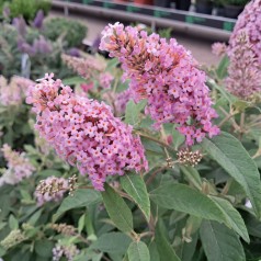 Dværg Sommerfuglebusk Little Pink - Buddleja davidii Butterfly Candy Little Pink