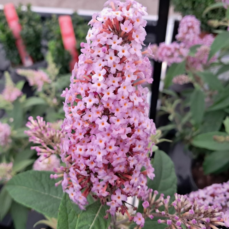 Dværg Sommerfuglebusk Little Pink - Buddleja davidii Butterfly Candy Little Pink