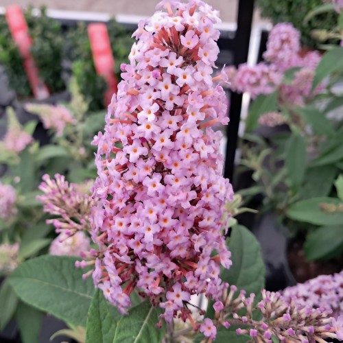 Dværg Sommerfuglebusk Little Pink - Buddleja davidii Butterfly Candy Little Pink