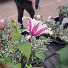 Klematis Princess Kate 40-60 cm. - Clematis texensis Princess Kate (Zoprika)