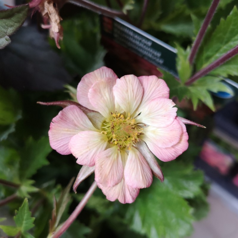 Nellikerod Pretticoats Peach - Geum coccineum Pretticoats Peach