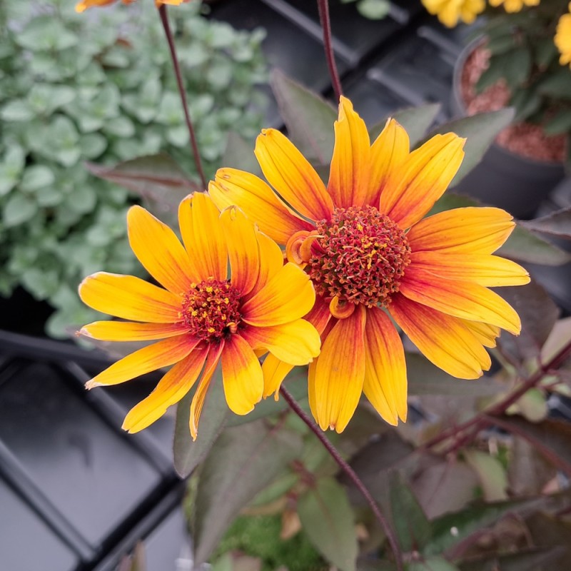 Dagøje Burning Hearts - Heliopsis helianthoides Burning Hearts