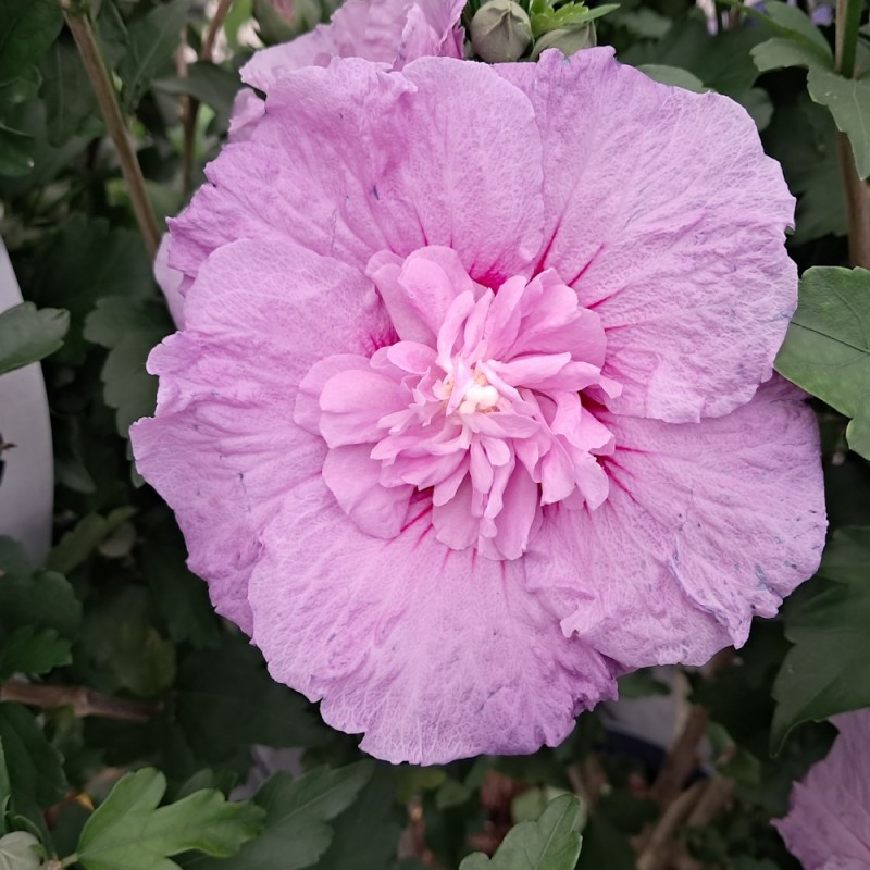 Syrisk Rose Lavender Chiffon - 50 cm. stamme - Hibiscus syriacus Lavender Chiffon