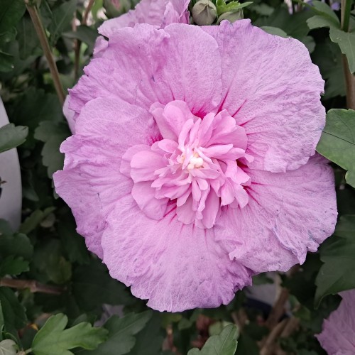 Syrisk Rose Lavender Chiffon 30-70 cm. - Hibiscus syriacus Lavender Chiffon