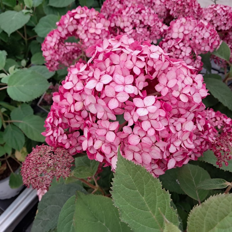 Træagtig Hortensia Ruby Annabelle - Hydrangea arborescens Ruby Annabelle