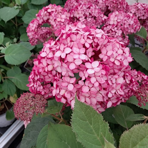 Træagtig Hortensia Ruby Annabelle - Hydrangea arborescens Ruby Annabelle