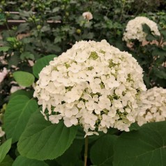 Træagtig Hortensia Strong Annabelle - Hydrangea arborescens Strong Annabelle ( Incrediball )