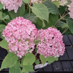 Træagtig Hortensia Bubblegum - Hydrangea arborescens Candybelle Bubblegum