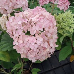 Træagtig Hortensia Bubblegum - Hydrangea arborescens Candybelle Bubblegum