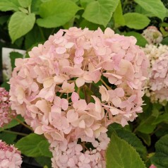 Træagtig Hortensia Bubblegum - Hydrangea arborescens Candybelle Bubblegum
