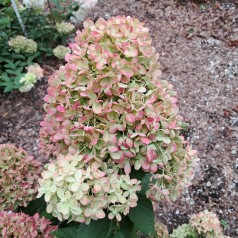 Syrenhortensia Little Lime - Hydrangea paniculata Little Lime