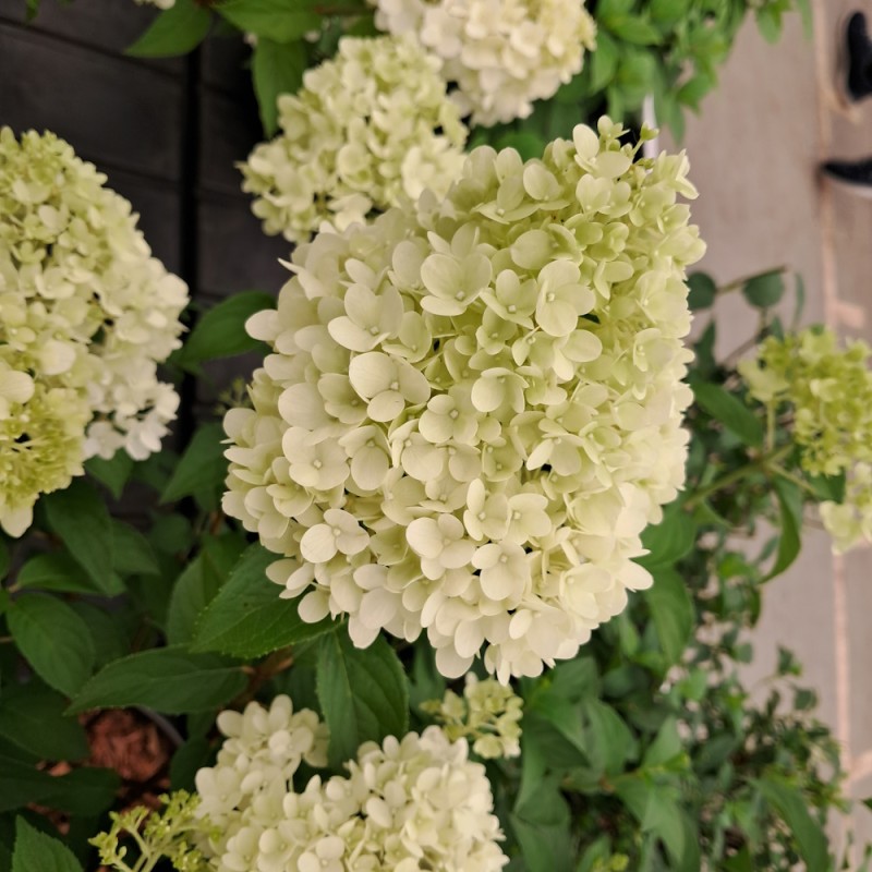 Syrenhortensia Petite Cherry på 60 cm. stamme - Hydrangea paniculata Petite Cherry