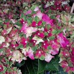 Hortensia Lady Mata Hari Pink - Hydrangea macrophylla Royalty Collection Lady Mata Hari Pink