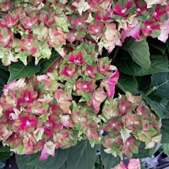 Hortensia Lady Mata Hari Pink - Hydrangea macrophylla Royalty Collection Lady Mata Hari Pink