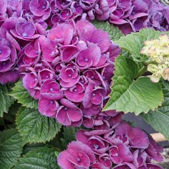 Hortensia Rosie Purple - Hydrangea macrophylla Royalty Collection Purple