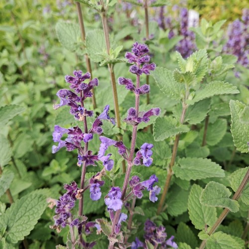 Katteurt Kit Cat - Nepeta faassenii Kit Cat