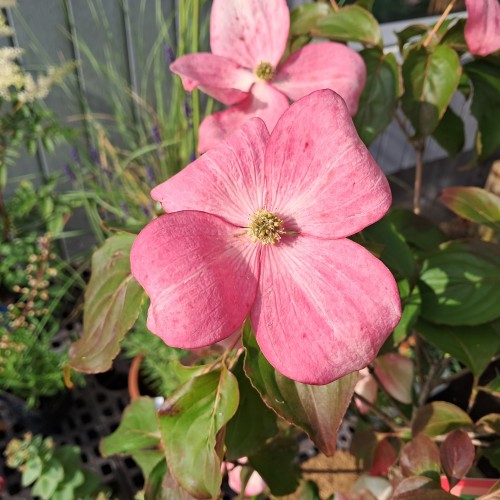 Koreakornel Satomi - Cornus kousa Satomi