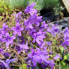 Krybeklokke Catharina - Campanula portenschlagiana Catharina