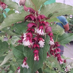 Fasanbusk Purple Rain 30-60 cm. - Leycesteria formosa Purple Rain