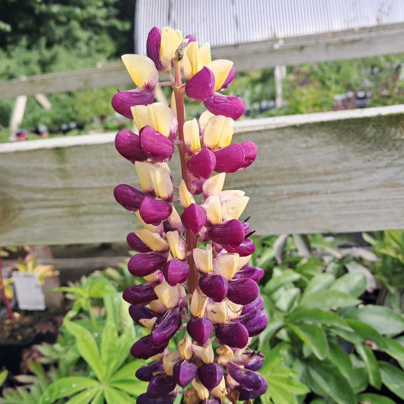 Lupin Manhattan Lights - West Country - Lupinus polyphyllus Manhattan Lights