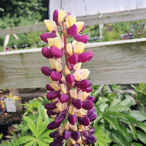 Lupin Manhattan Lights - West Country - Lupinus polyphyllus Manhattan Lights