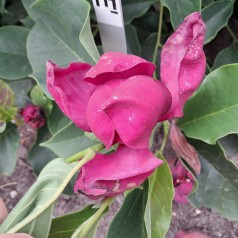 Magnolia Genie