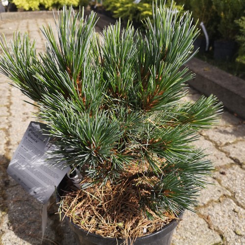 Cembrafyr Glauca 30-40 cm. - Pinus cembra Glauca