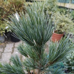 Cembrafyr Glauca 30-40 cm. - Pinus cembra Glauca