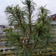 Dværgweymouth Fyr Tiny Kurls 20-35 cm. - Pinus strobus Tiny Kurls