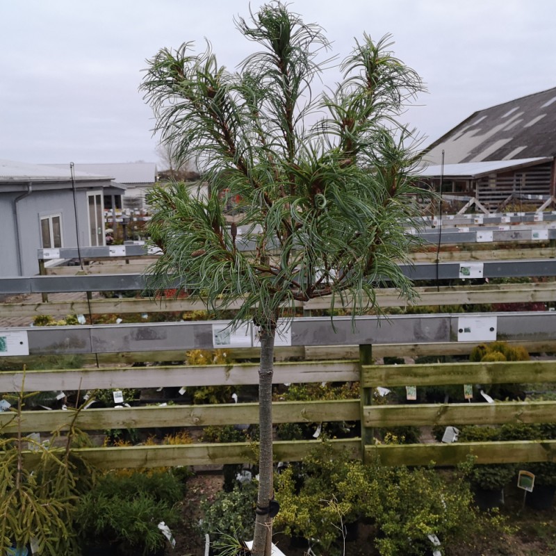 Dværgweymouth Fyr Tiny Kurls 20-35 cm. - Pinus strobus Tiny Kurls