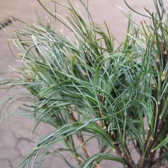 Dværgweymouth Fyr Tiny Kurls 20-35 cm. - Pinus strobus Tiny Kurls