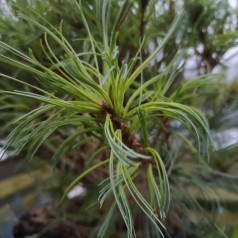 Dværgweymouth Fyr Tiny Kurls 20-35 cm. - Pinus strobus Tiny Kurls
