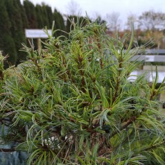 Dværgweymouth Fyr Tiny Kurls 20-35 cm. - Pinus strobus Tiny Kurls