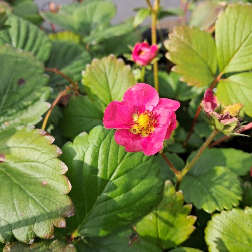 Prydjordbær Deep Rose - Fragaria hybrid Deep Rose