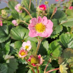 Prydjordbær Pink - Fragaria hybrid Fragaria Pink