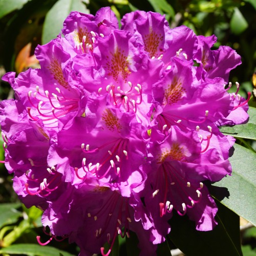 Rhododendron (AC) Anna 30-40 cm.