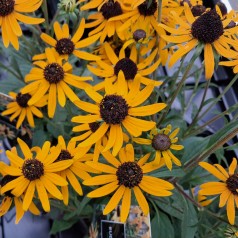 Solhat Little Gold Star - Rudbeckia hybrid Little Goldstar