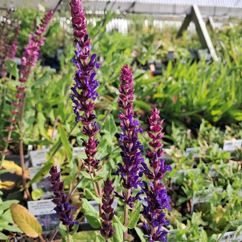 Salvie Sensation Compact Violet - Salvia nemorosa Sensation Compact Violet