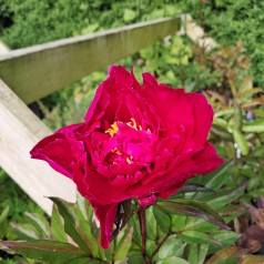 Silkepæon Karl Rosenfield - Paeonia lactiflora Karl Rosenfield