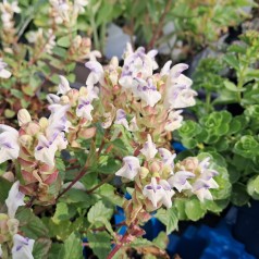 Skjolddrager Arcobaleno - Scutellaria alpina Arcobaleno