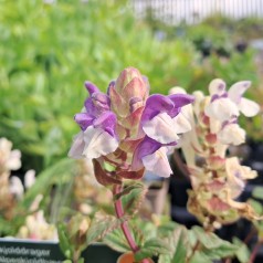 Skjolddrager Arcobaleno - Scutellaria alpina Arcobaleno