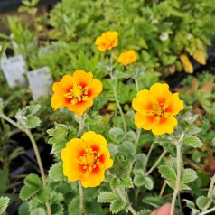 Staude Potentil argyrophylla - Potentilla argyrophylla