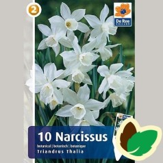 Pinseliljeløg Triandrus Thania - Botanisk Narcissus / 10 Løg