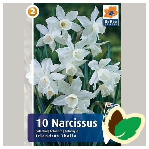 Pinseliljeløg Triandrus Thania - Botanisk Narcissus / 10 Løg