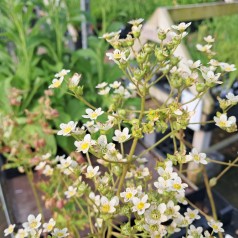 Stenbræk - Saxifraga paniculata