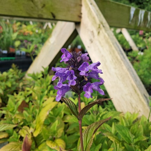 Storblomstret Katteurt - Nepeta kubanica