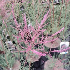 Lyngtræ - Tamarisk Pink Cascade - Tamarix ramosissima Pink Cascade